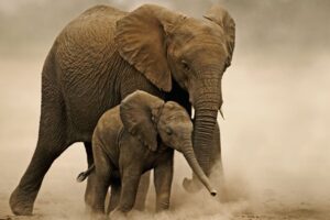 La fauna silvestre cayó 73 % desde 1970 y 95 % en América Latina