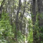 Presupuesto 2027: apenas $39 por mes por hectárea de bosque nativo
