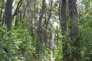 Presupuesto 2027: apenas $39 por mes por hectárea de bosque nativo
